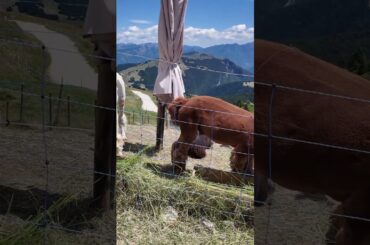 🇮🇹  Alpacas on Lake Garda's Monte Baldo?
