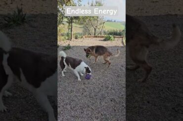 These pups will exhaust YOU watching them #dogs #energy #doglove