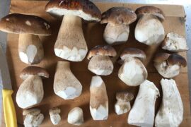 Kia ora from Aotearoa New Zealand, I scored some goodies in the local forest and wondered what your favourite ways to cook them are.