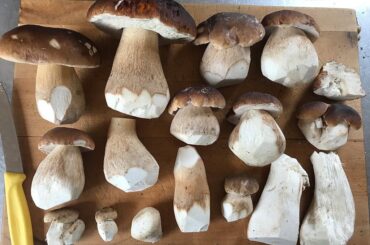 Kia ora from Aotearoa New Zealand, I scored some goodies in the local forest and wondered what your favourite ways to cook them are.