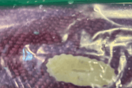 What Type of Pasta is This?