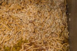 Rice noodles anyone?