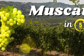 MUSCAT Wine Explained in 5 Minutes