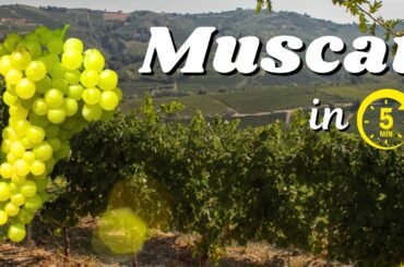 MUSCAT Wine Explained in 5 Minutes
