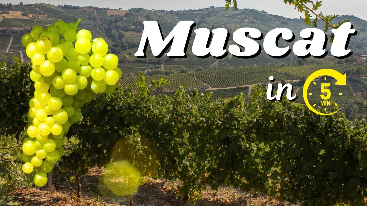 MUSCAT Wine Explained in 5 Minutes MUSCAT Wine Explained in 5 Minutes