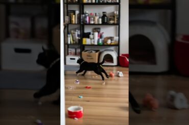 Meet Giuseppe 🤌 Master of Italian Cuisine #Cooking #ItalianFood #ChefLife