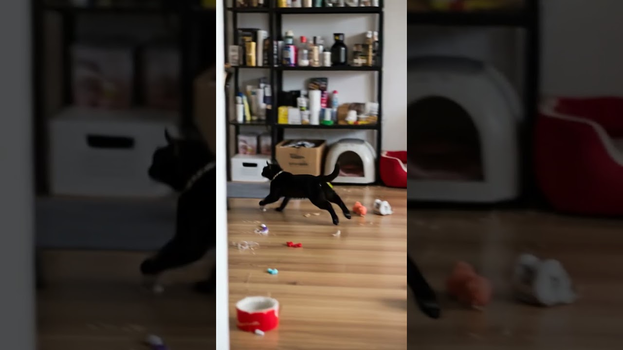 Meet Giuseppe 🤌 Master of Italian Cuisine #Cooking #ItalianFood #ChefLife Meet Giuseppe 🤌 Master of Italian Cuisine #Cooking #ItalianFood #ChefLife