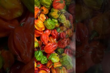 I've been to every region in Italy and one stands above | | TripAvail