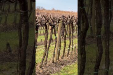 Tattoo music #viral #italy #indianinitaly