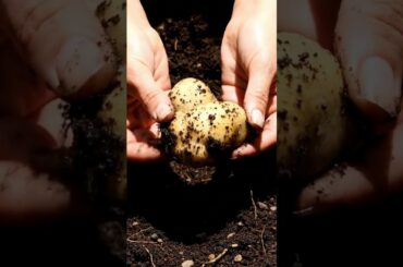 The Most Expensive Food in the World (It's Dirt)