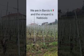 #wine #viral #italy #holiday #agriculture #lifestyle #piedmont #europe