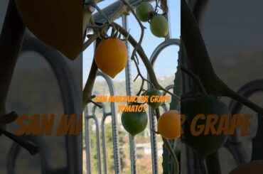 @organicbazar #tomato #italy #food #nature #shorts #sanmarzano #grapetomato #fyp