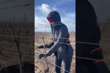 Speedy grapevine tying.🍇@ionela.30.1999 #vineyard #grape #pruning #viticulture #winery #spain #italy