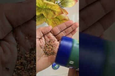 KEYA Pizza Oregano सिर्फ ₹74 में! 😋 असली पिज्जा फ्लेवर घर पर? (Review)