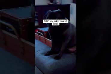 Love it soooo much #pugs #olivegarden #food #fyp #foryoupage #food #italianfood #dinner