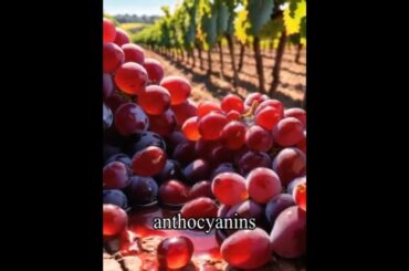 Wine Facts That'll Uncork Your Mind! 🍷✨ #wine #alcohol #drink #grape #health