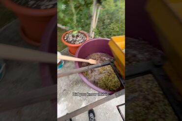 “Did you know that this is how wine is made?” 🍇🍷 #shorts#youtubeshorts#viral#trending#fyp#foryou