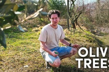 Starting an Olive Grove in Italy 🇮🇹 | Planting Our First Olive Trees