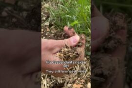 Dante’s Legacy, Poured as Amarone 🍷