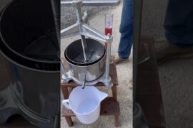 Taking samples of Sangiovese grapes at Castello di Montegiove #italy #winery #sangiovese