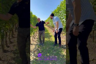 #WineoftheWeek: Pescaja's Tuke Nebbiolo from Piemonte, Italy