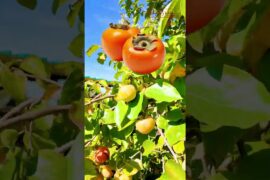 ITALY VLOG - DAY 5 | Chef Harpal Singh