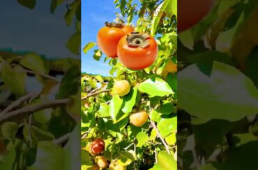 ITALY VLOG - DAY 5 | Chef Harpal Singh