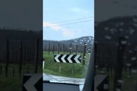 Wine vineyard, Italy. Assamese in Europe