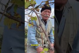 THE VINEYARD PROJECT