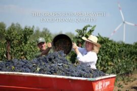 Introduction: Maria Faretra Wines