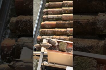 Lovely Birds #sofiabrindas #birds #eating #eat #bird #lovely #italy #morning ng