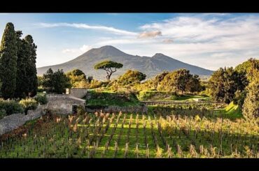 From the old to the new: Pompeii project revives ancient wine making tradition