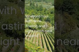 Vineyard Tour with Wine Tasting and Light Lunch near Imperia