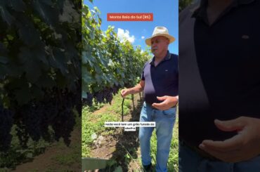 Aristides Fantin - O que é vinho por apassimento?