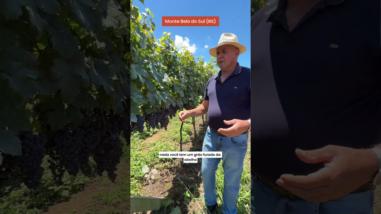 Aristides Fantin – O que é vinho por apassimento? Aristides Fantin - O que é vinho por apassimento?