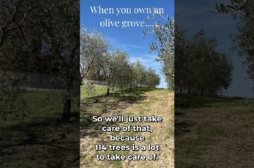 Pruning 114 olive trees before they strangle themselves #gardening #italy