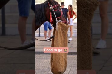 The Weird Florentine Feed-Bag: Fine Dining for the Carriage Kings! 🐴🇮🇹
