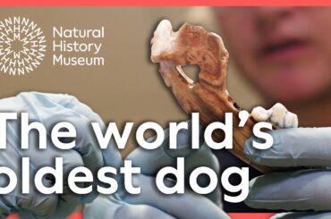 New evidence reveals the world’s oldest domestic dogs | Scientists analyse ancient DNA across Europe