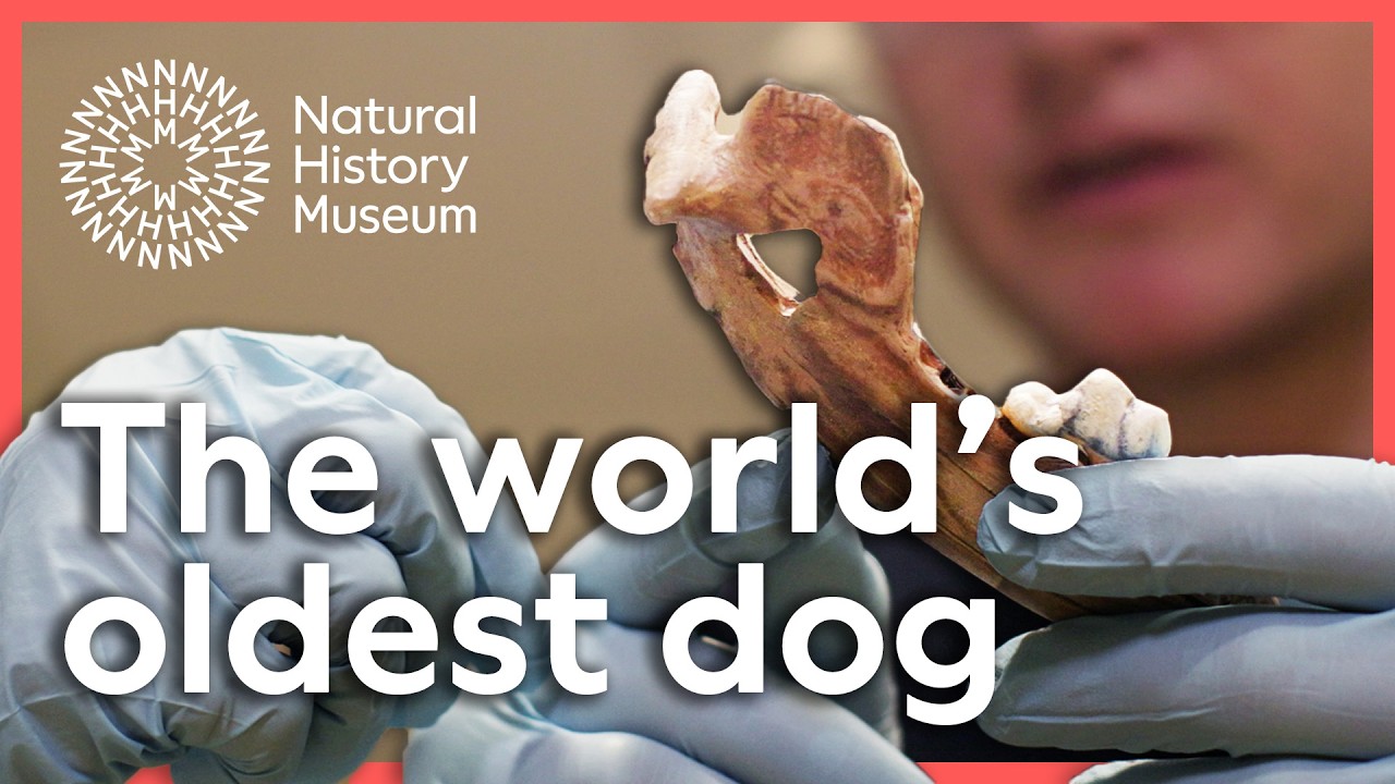 New evidence reveals the world’s oldest domestic dogs | Scientists analyse ancient DNA across Europe New evidence reveals the world’s oldest domestic dogs | Scientists analyse ancient DNA across Europe
