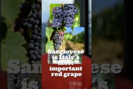 THE MOST IMPORTANT RED GRAPE in ITALY 🇮🇹😱 #italy #sangiovese #wine #winetasting #grape #redwine