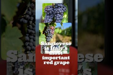 THE MOST IMPORTANT RED GRAPE in ITALY 🇮🇹😱 #italy #sangiovese #wine #winetasting #grape #redwine