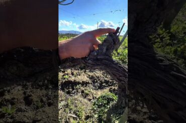 The Soul of Montalcino: Argiano Winery #italy #travel #wine #fyp