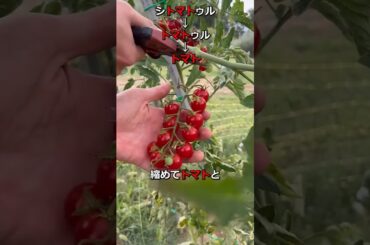 イタリアのトマトに関する諸情報について