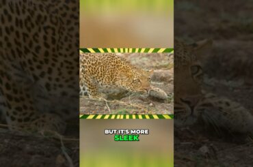 Vino Nobile is a wine that gets overlooked far too often.