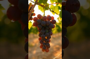 These Black Grapes Look Unreal 😳🍇 #shorts #italy #grapes