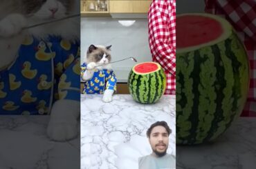 बिल्ली के गजब करनामें #funny #cat#cooking #cutebaby #cutebaby #cute #cat #cartoon #capcut #memes