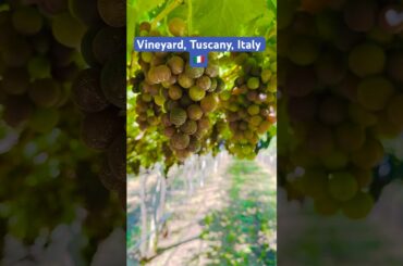 Vineyard, Tuscany, Italy 🇮🇹 #travel #italy #mountains #italiangetaway