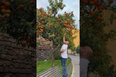 Tasting Pure Lemonade from Italy