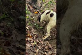 Tuscany Truffle Hunt with Chef Anthony | Italian Culinary Tour