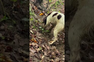 Tuscany Truffle Hunt with Chef Anthony | Italian Culinary Tour